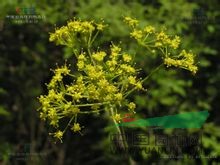 銅山阿魏 山芫荽