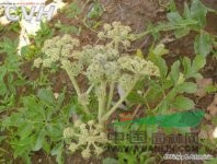 珊瑚菜 北沙參、遼沙參、萊陽沙參