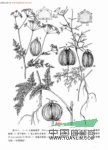 云南細(xì)裂芹 