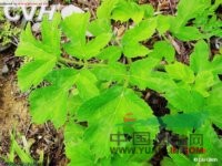 糙獨活 滇白芷(滇南本草)