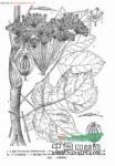 獨活 大活、牛尾獨活、假羌活