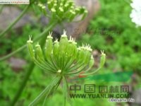 短毛獨(dú)活 