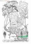 鈍葉獨活 肉獨活(四川)