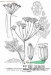 欖綠阿魏 萬丈深、白芷(云南麗江)
