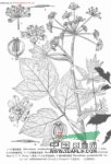 少管短毛獨(dú)活 走馬芹(山東)、大活
