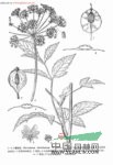 印度獨活 香白芷(云南)