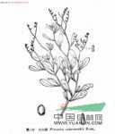 大白刺 齒葉白刺、羅氏白刺