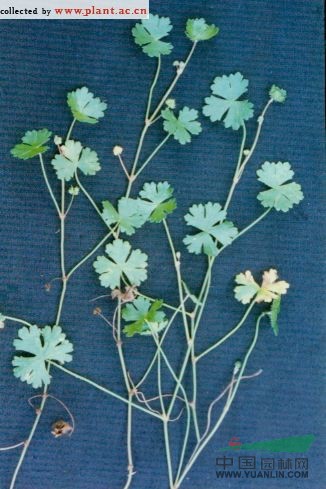 破銅錢 鵝不食草(江西)、銅錢草(廣西)、小葉銅錢草
