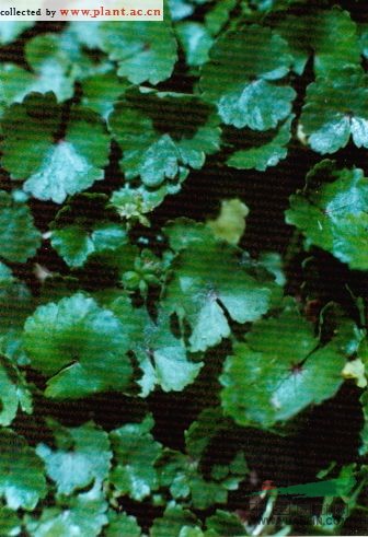 腎葉天胡荽 水雷公根(廣東臨高)、冰大海(廣東陽山)、透骨草