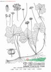 中華天胡荽 地彈花、銅錢草