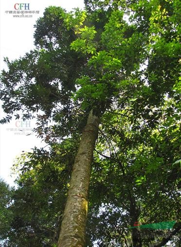 貝殼杉 新西蘭貝殼杉（New Zealand Kauri）、昆士蘭貝殼杉（Queensland Kauri）、斐濟貝殼杉（Fijian Kauri）、東印度貝殼杉（East Indian kauri）