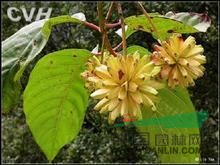 華南藍(lán)果樹 