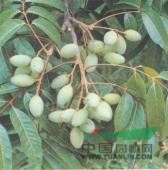 橄欖 橄欖子(《南州異物志》)、橄棪(孟說)、忠果(《記事珠》)、青果(《宛陵集》)、青子(《東坡詩集》)、諫果(《齊東野語》)、青橄欖(《海槎余錄》)、白欖(《廣東新語》)、黃欖、甘欖(《陸川本草》)