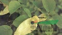 薄葉藍(lán)果樹 