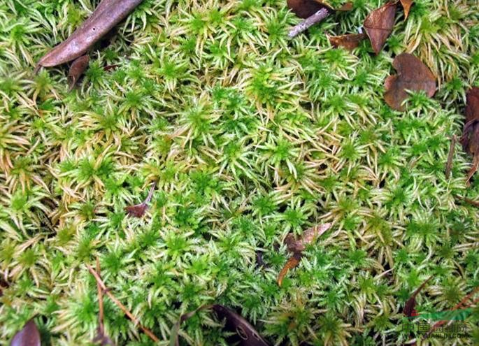 泥炭蘚 大泥炭蘚、水蘚、水苔、地毛衣