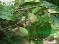 陀螺果 鴨頭梨、水冬瓜