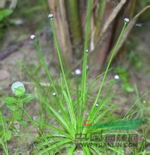 白藥谷精草 賽谷精草，流星草