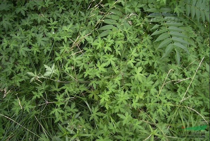 鼠掌老鸛草 風(fēng)露草