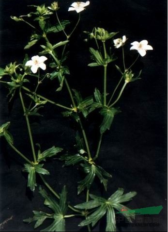 突節(jié)老鸛草 