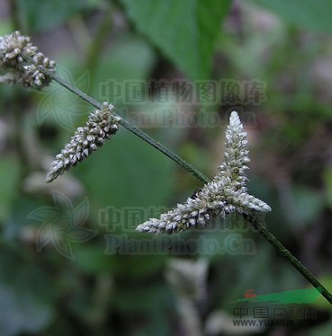 少毛白花莧 