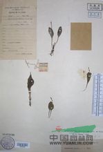 小葉瓶爾小草 
