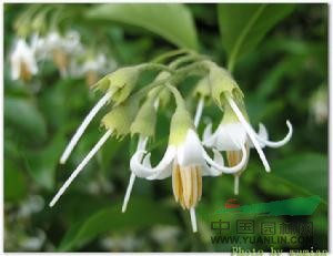 苗栗白花龍 