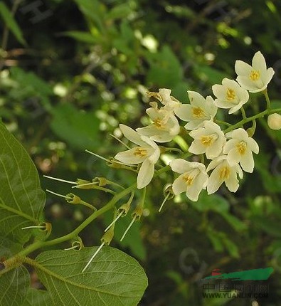 玉鈴花