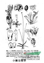 狹葉谷精草 