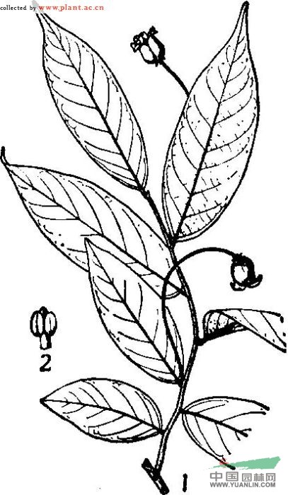 中華野獨(dú)活 