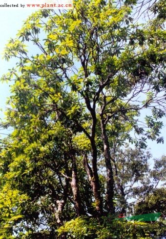 交讓木 畫眉珠、虎皮楠、山黃樹，豆腐頭、枸邑子