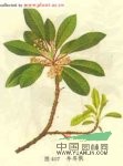 牛耳楓 南嶺虎皮楠、牛耳樹、牛耳風(fēng)、牛耳豐、牛耳公