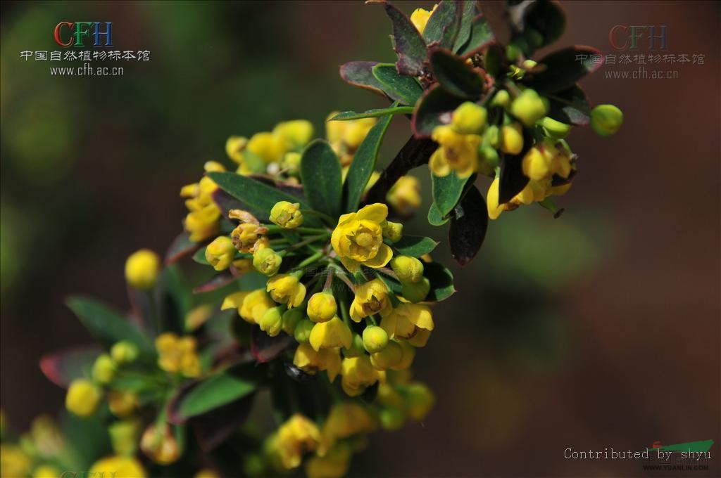 短錐花小檗 