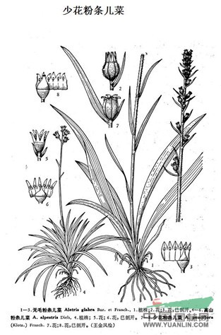 少花粉條兒菜 