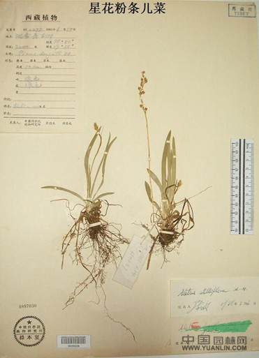 星花粉條兒菜 
