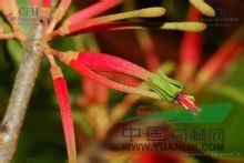 紅花寄生 馬桑寄生、桃木寄生、枇杷寄生、油茶寄生