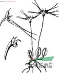 斑唇卷瓣蘭 毛邊卷瓣蘭(海南植物志)，黃花卷瓣蘭(臺灣植物志)，翠花卷瓣蘭(臺灣蘭科植物)，黃花石豆蘭(臺灣蘭科植物彩色圖鑒)