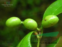 茉莉鏈珠藤 