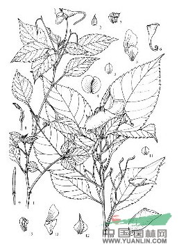 長角鳳仙花 