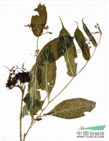 長(zhǎng)距天目山鳳仙花 