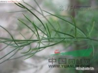 興安天門冬 