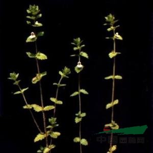 長腺小米草 