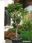 垂葉榕 細葉榕、小葉榕、垂榕、白榕