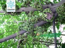 大果榕 饅頭果、大無花果、大木瓜、波羅果、蜜枇杷、大石榴