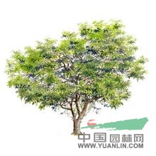 對葉榕 牛奶樹、牛奶子、多糯樹、稔水冬瓜、牛奶木、牛奶果