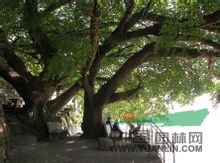 高山榕 馬榕、雞榕、大青樹(shù)、大葉榕（海南島）