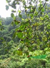 黃毛榕 毛果、貓卵果、大赦婆樹(云南)