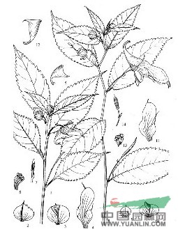 滇西北鳳仙花 