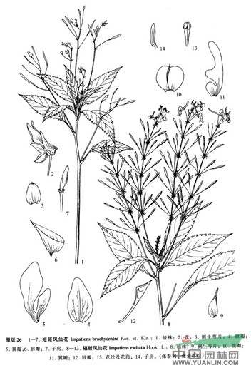 短柄鳳仙花 