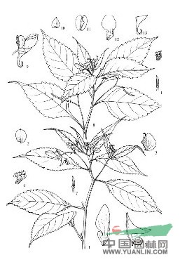短喙鳳仙花 