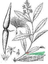 鱔藤(原變種) 